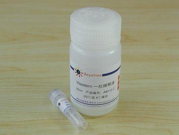 Bcl-2抗体(兔多抗)